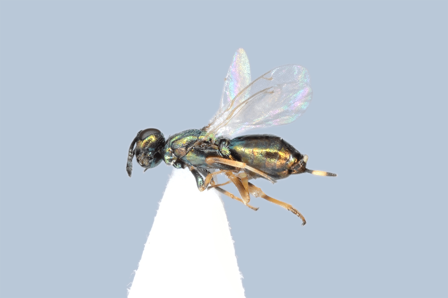 Eupelmus urozonus